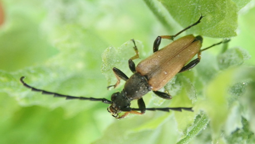 fuzáč obyčajný (Stictoleptura rubra)