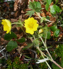 Potentilla vulcanicola