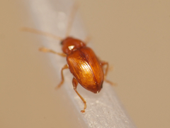 Neocrepidodera ferruginea