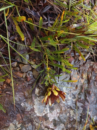 Image of Protea parvula by (c) Brian du Preez, some rights reserved (CC BY-SA)
