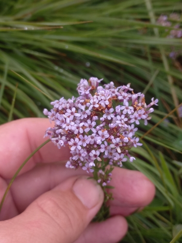 Straggling Bluehaze (Tetraselago wilmsii)