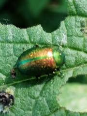 Oreina sulcata basilea