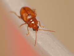 Neocrepidodera ferruginea