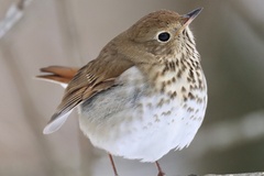 Hermit Thrush photo 5