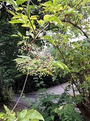 Sambucus nigra