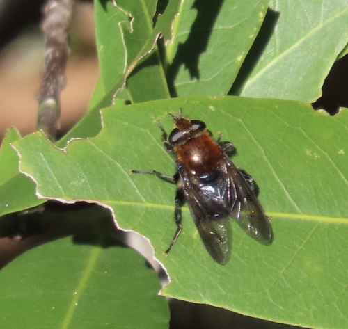 Bumblebee Catkin Fly photo 2