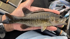 Suwannee Bass photo 4