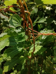 Cuscuta lupuliformis