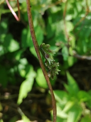 Cuscuta lupuliformis
