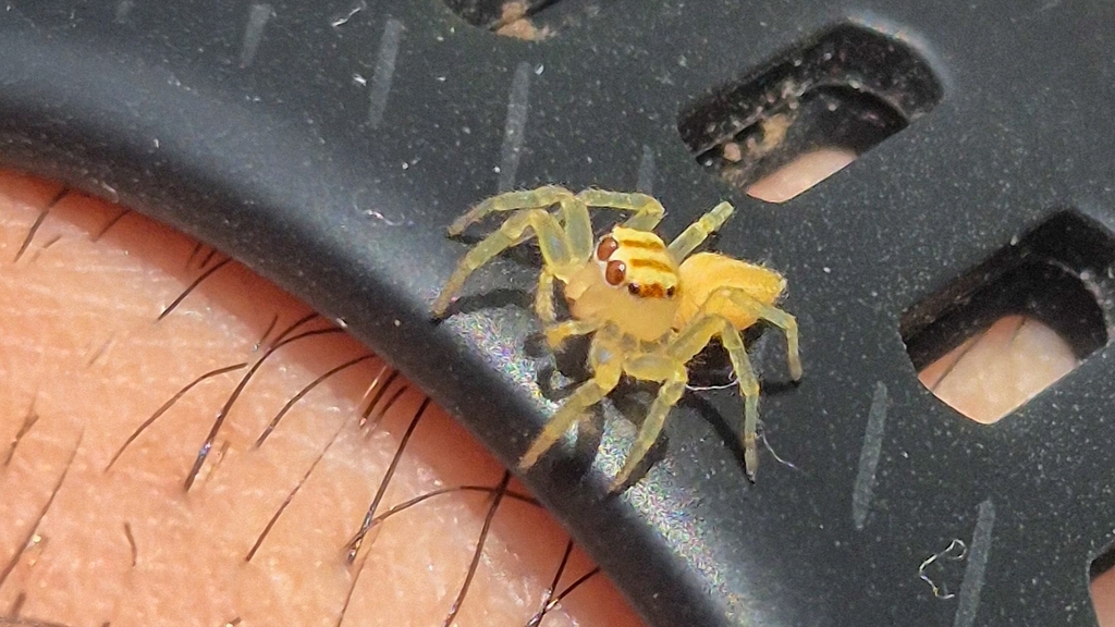 Bchira Insecte Chira from 21 - St. de Habitações Individuais Norte QI 5 - St. Hab Ind ...