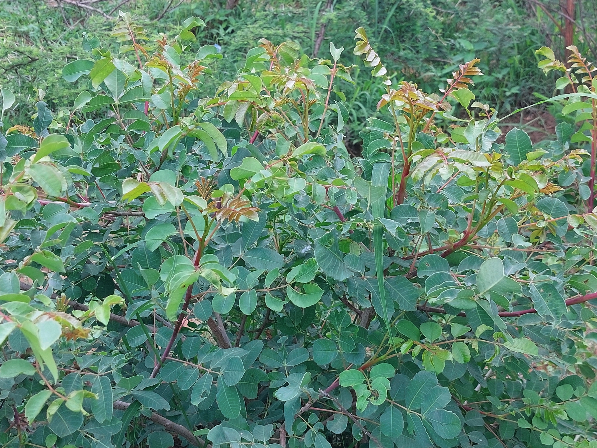 Imagem de Marula
