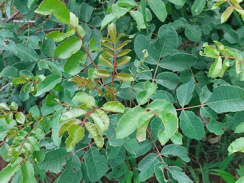 Foto de Marula