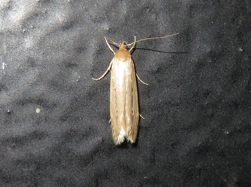 Shy Cosmet Moth, Zuid-Holland, Nederland, photo 10 of 10