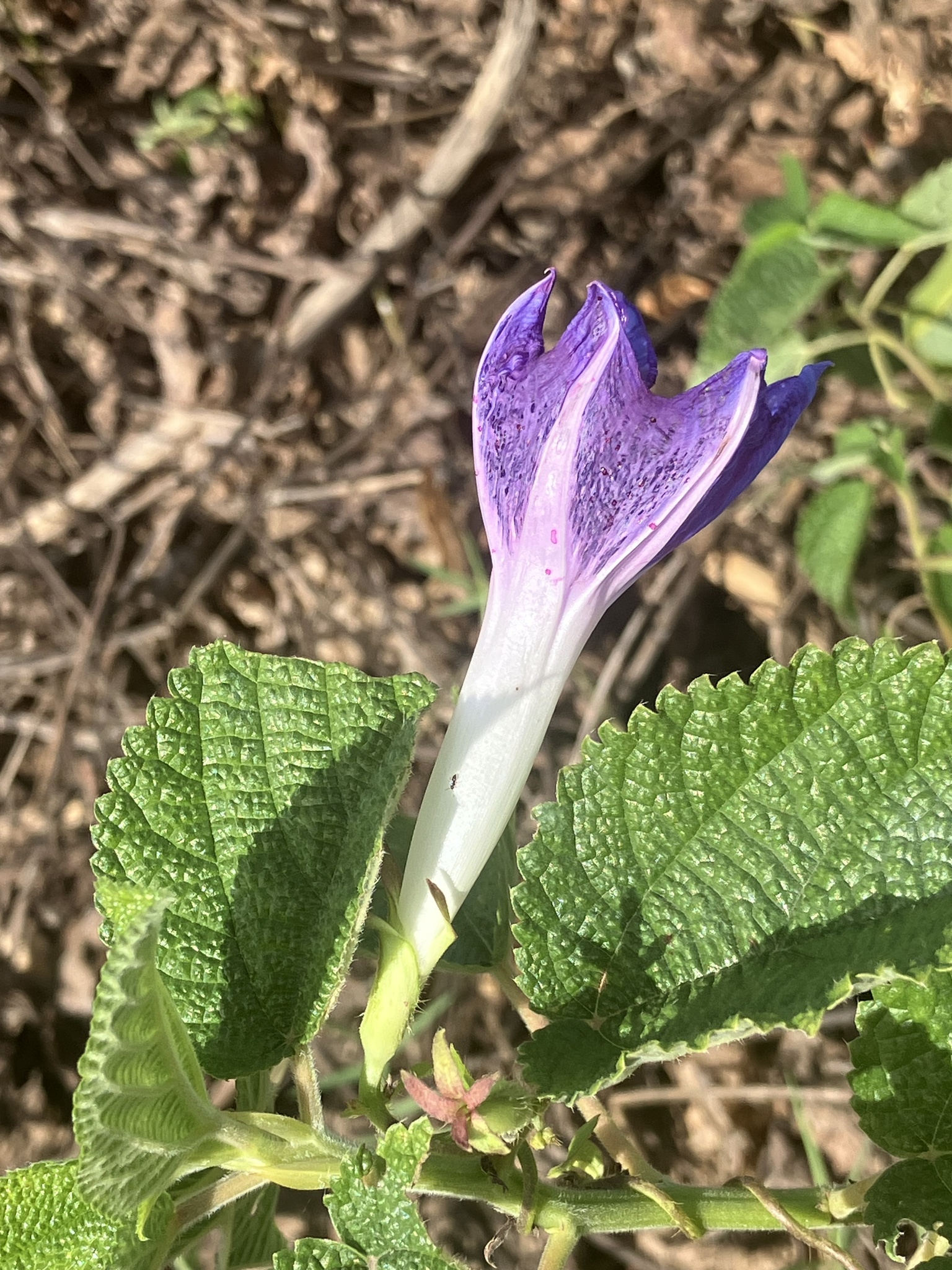 Imagem de Corda-de-viola