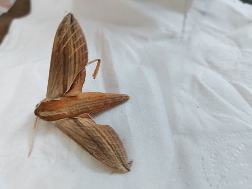 Theretra japonica