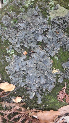 Concentric Pelt Lichen