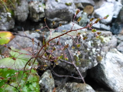Micranthes nelsoniana aestivalis