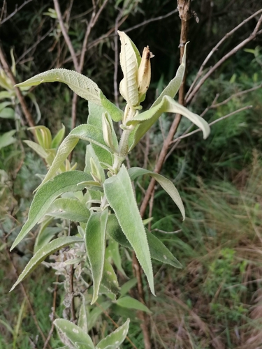 Foto de Buddleia