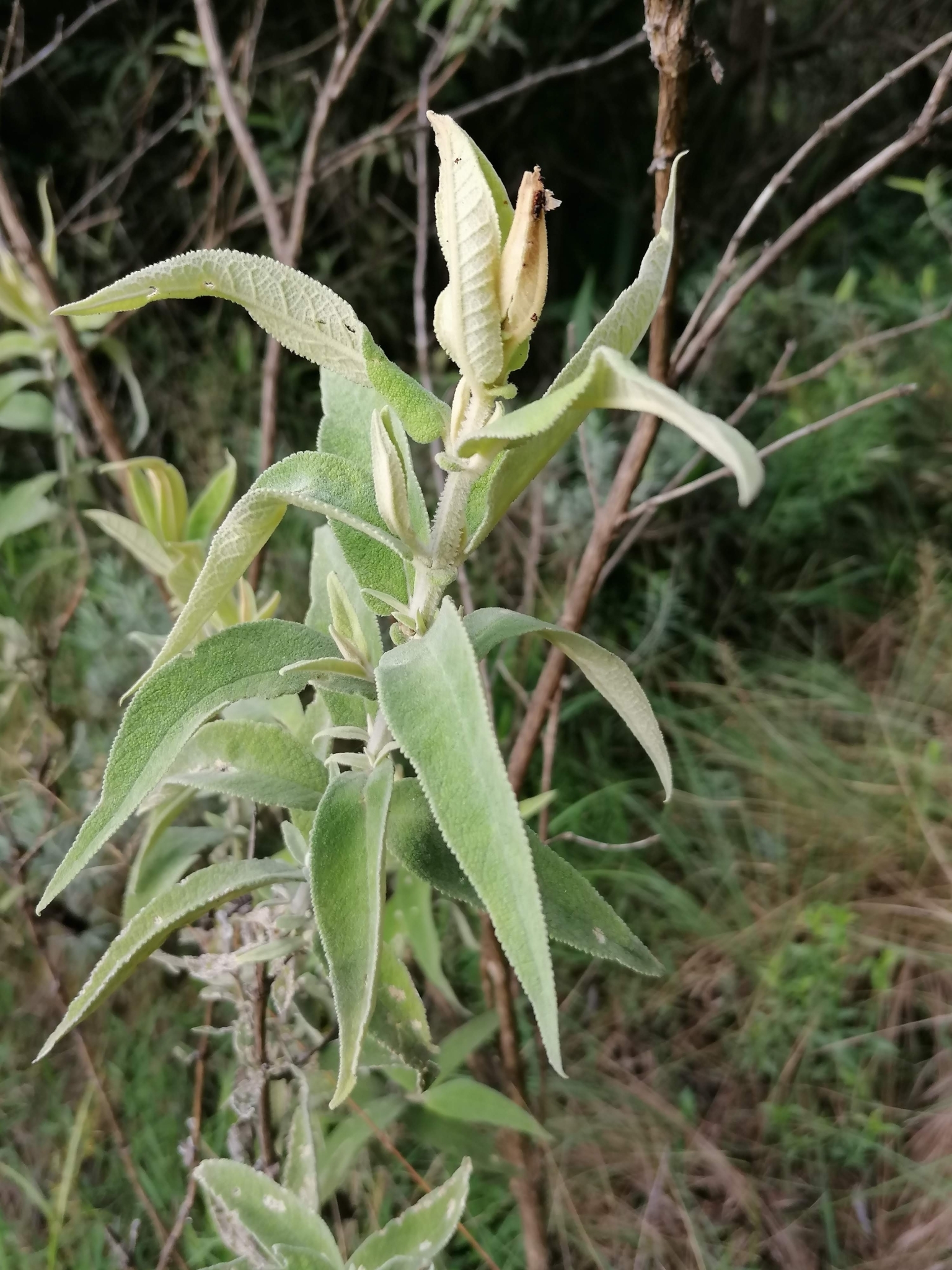 Imagem de Buddleia