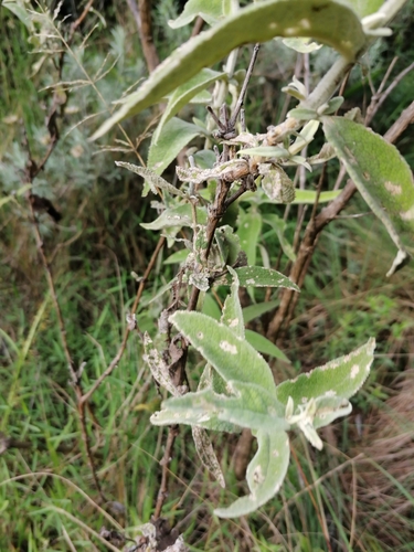 Foto de Buddleia
