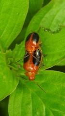 Oides affinis
