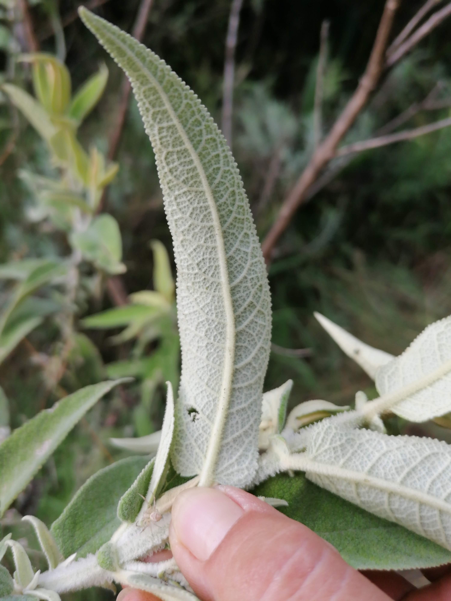Imagem de Buddleia