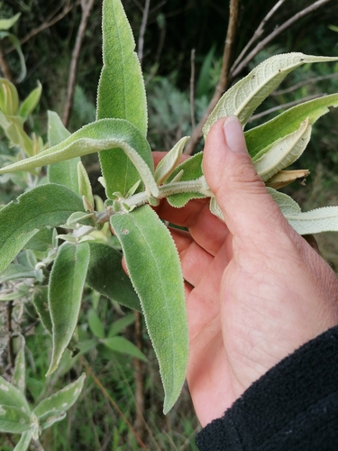 Foto de Buddleia