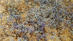 Eryngium creticum