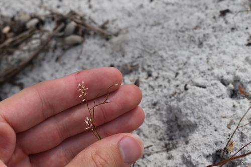 Image of Polygonella basiramia by (c) Kristály Cravens-Liszak, some rights reserved (CC BY)