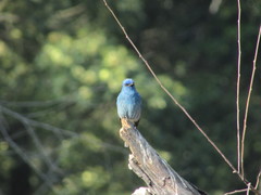 Eumyias albicaudatus