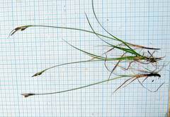 Carex gmelinii