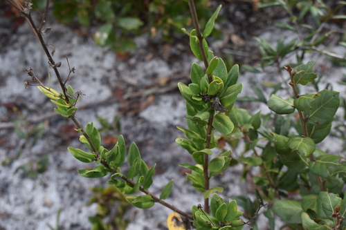 Image of Palafoxia feayi by (c) Kristály Cravens-Liszak, some rights reserved (CC BY)