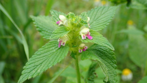 konopnica dvojúkrojková (Galeopsis bifida)