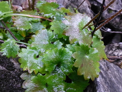 Micranthes nelsoniana aestivalis