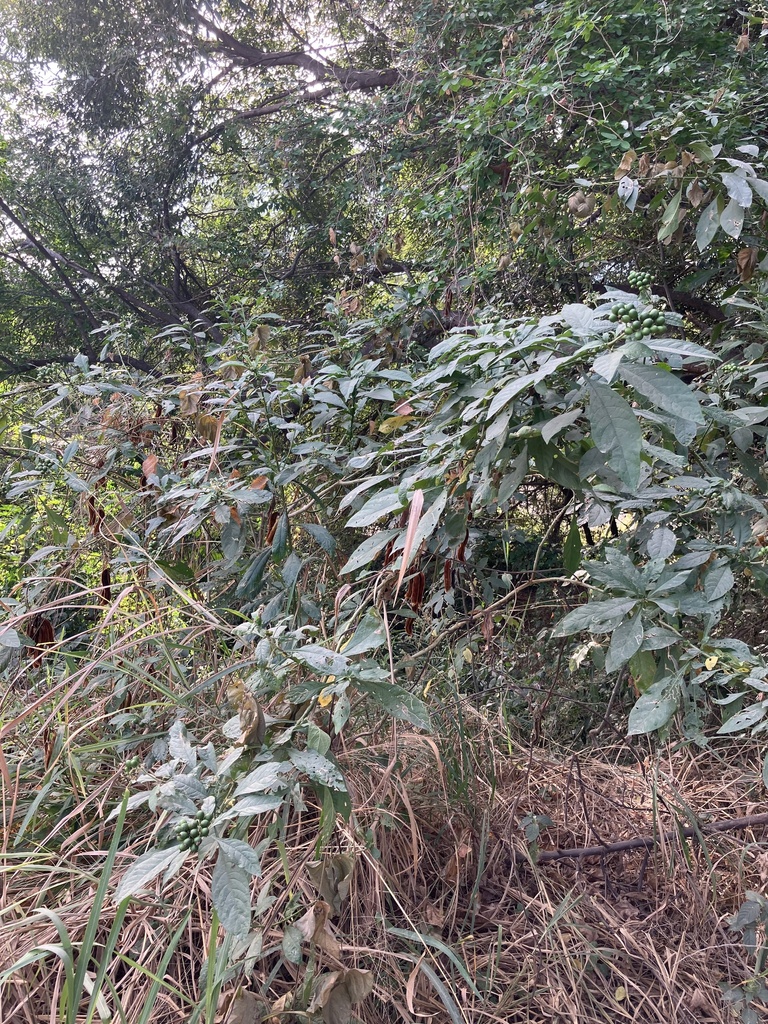 Foto de Jurubeba