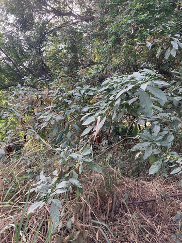 Jurubeba
