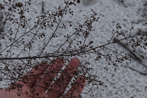 Image of Lechea cernua by (c) Kristály Cravens-Liszak, some rights reserved (CC BY)