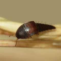 Tachyporinae