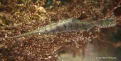 Tozeuma pavoninum