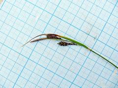 Carex gmelinii