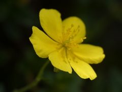 Helianthemum oelandicum