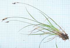 Carex gmelinii