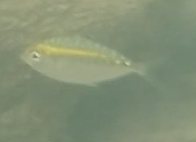 Black slipmouth (Karalla daura) — Leiognathidae