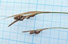 Carex gmelinii