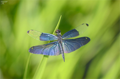 Rhyothemis fuliginosa