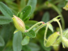 Helianthemum oelandicum