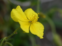Helianthemum oelandicum