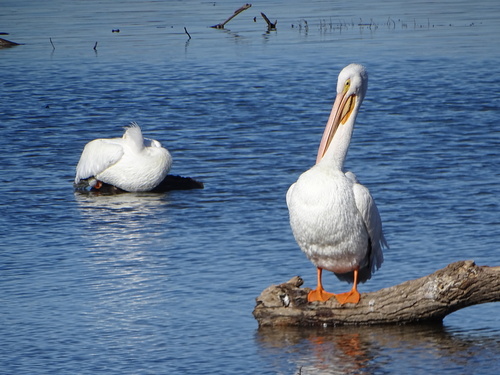 American White Pelican photographed in Texas