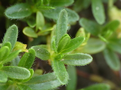 Helianthemum oelandicum
