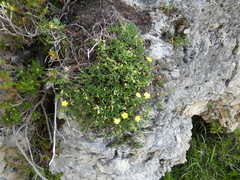 Helianthemum oelandicum